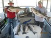 (09/21/2014) - Nice Striped Bass